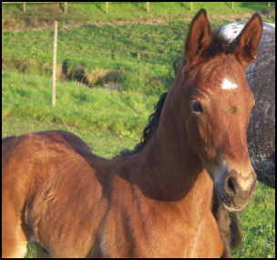 Knabstrupper colt born 4th May 2012